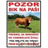 Pozor bik  Pozor bik